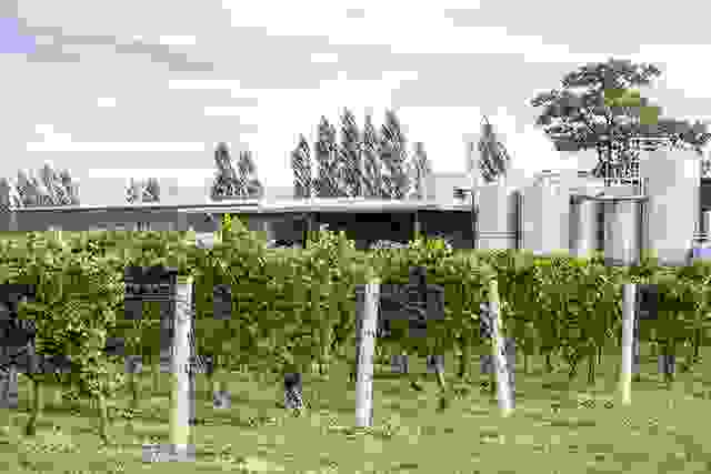 Chardonnay Vines and Fermenting Tanks in a Winery